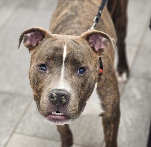 Sandberg - Male - Pit Bull