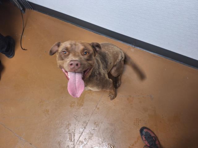 Anubis - Male - Pit Bull
