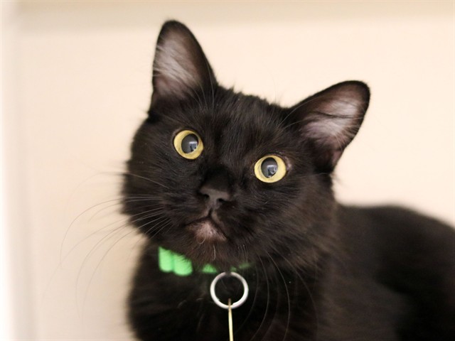 Figment - Female - Domestic MH