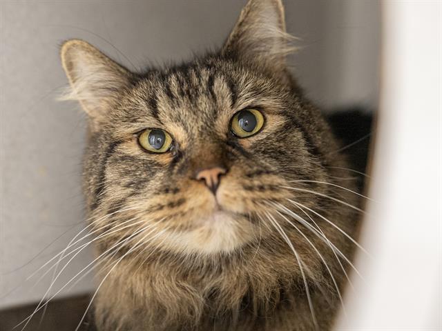 George - Male - Domestic SH