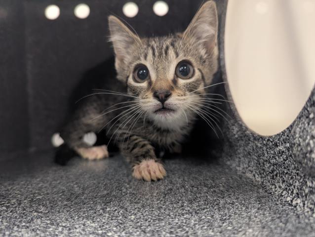 Gouda - Female - Domestic MH