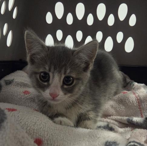 Nebbio - Female - Domestic SH