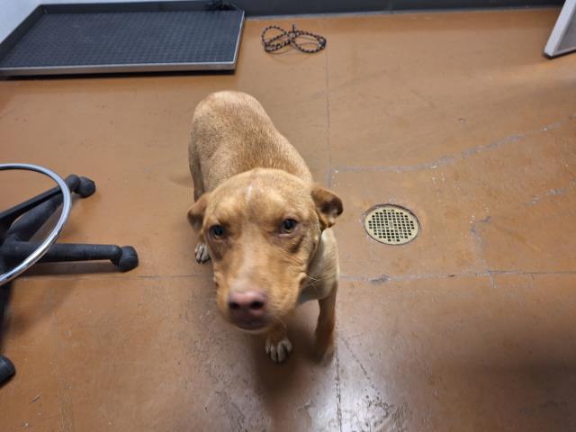  - Female - Pit Bull