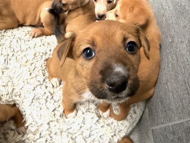 Cinnamon - Female - Pit Bull