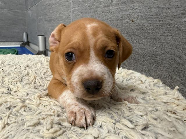 Crispin - Male - Pit Bull