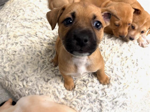 Sage - Female - Pit Bull
