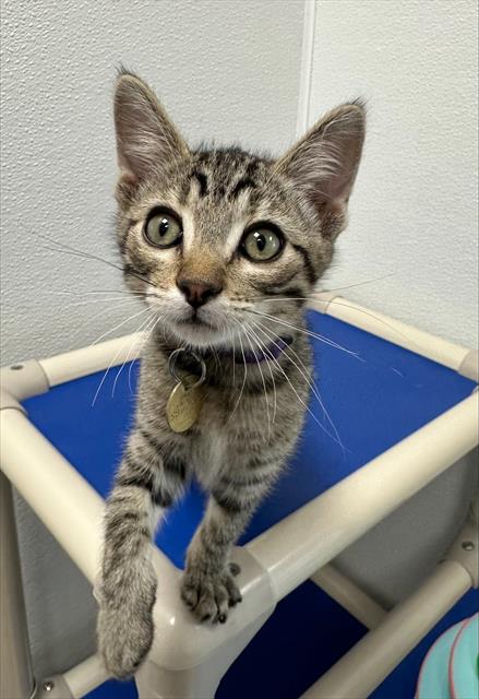 Acorn - Male - Domestic SH