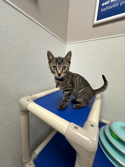 Whistle - Male - Domestic SH