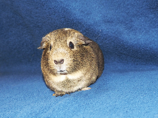 Lily - Female - Guinea Pig