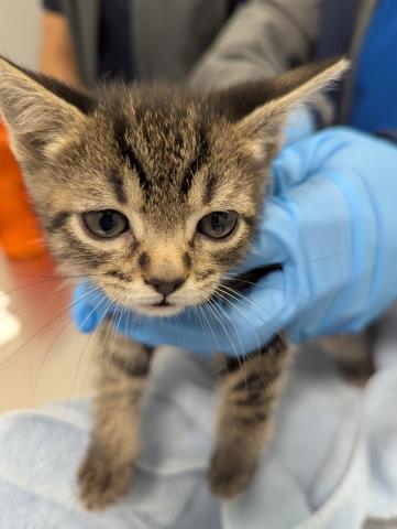 Paprika - Female - Domestic SH