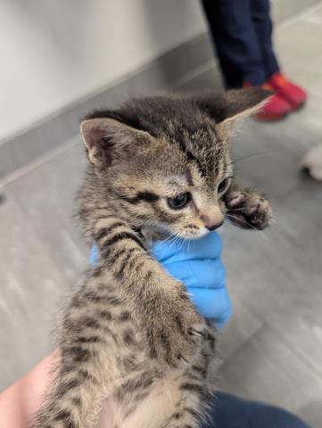 Saffron - Female - Domestic SH