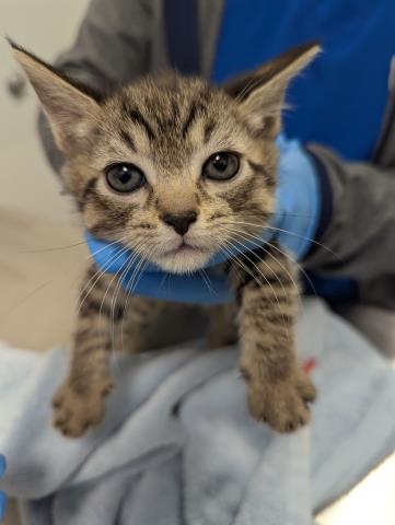 Cumin - Male - Domestic SH