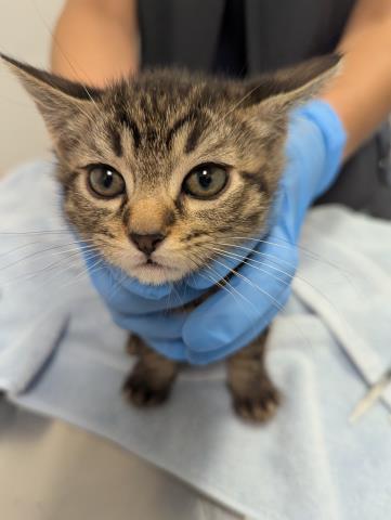 Gnocchi - Male - Domestic SH