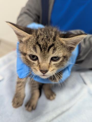 Pesto - Female - Domestic SH