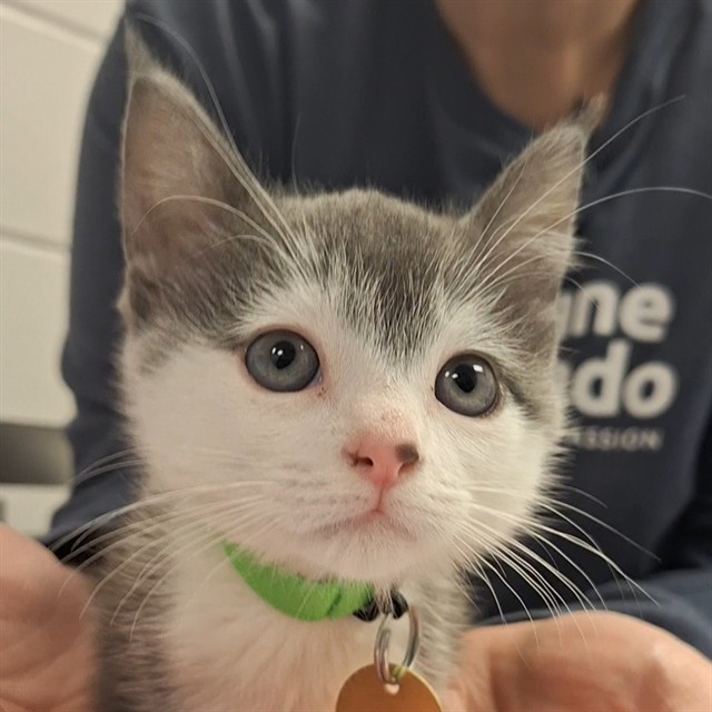Yuki - Male - Domestic SH-Mix