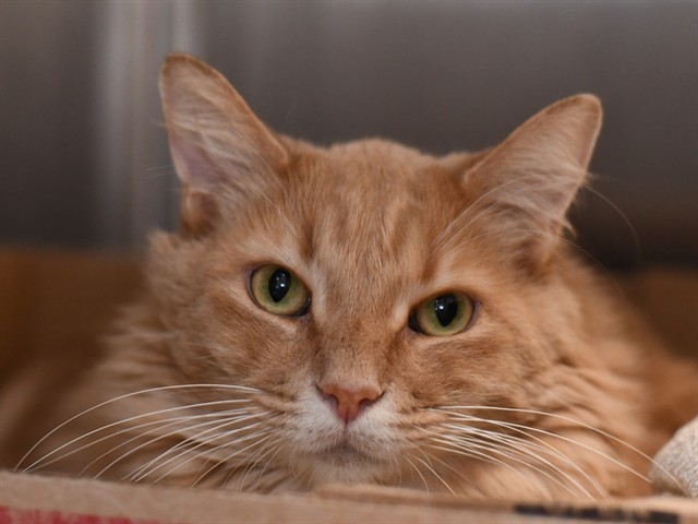 Luckie - Male - Domestic MH