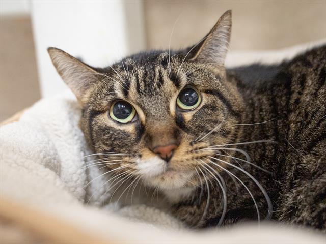 Mila - Female - Domestic SH