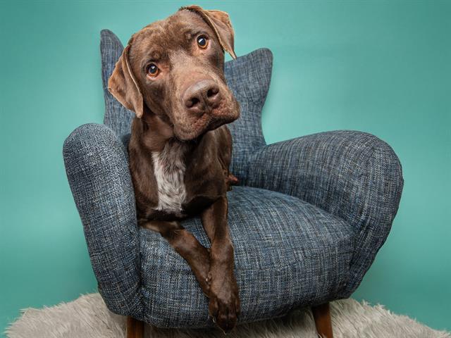 Demetrius - Male - Labrador Retriever-Mix