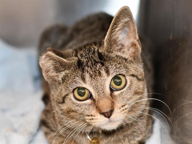 Jill - Female - Domestic SH