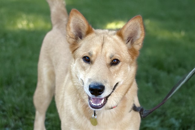 Crisco - Male - Finnish Spitz-Mix