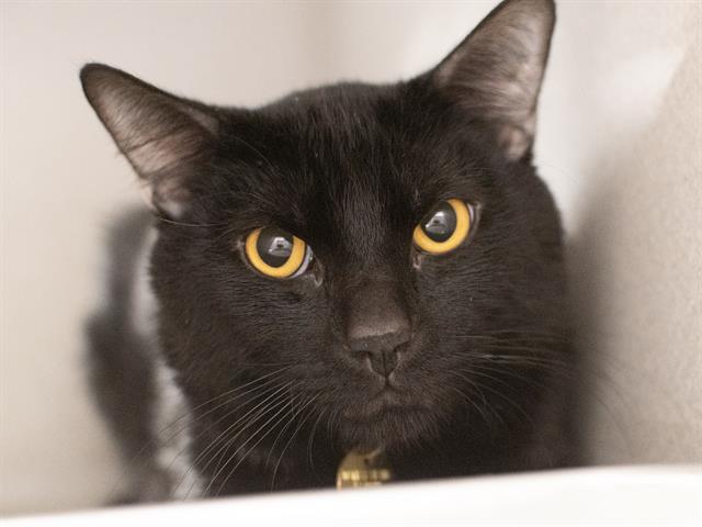 Milo - Male - Domestic SH