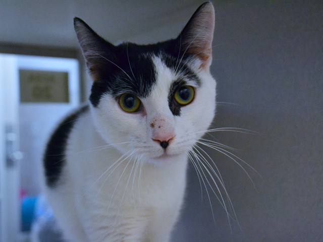 Mucca - Male - Domestic SH