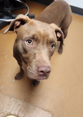 Pimp - Male - Pit Bull