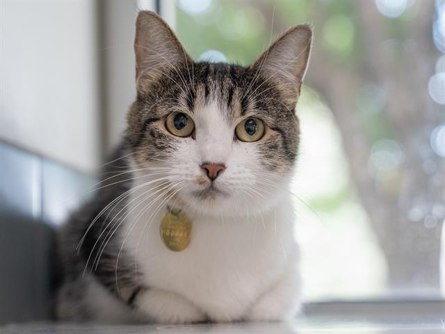 Sophia - Female - Domestic SH