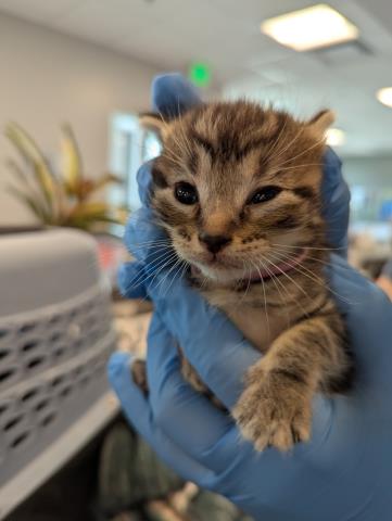 Samantha - Female - Domestic SH