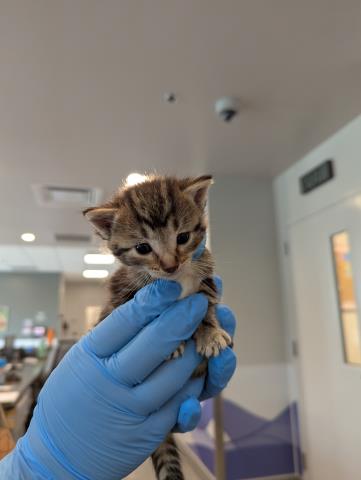 Harper - Female - Domestic SH
