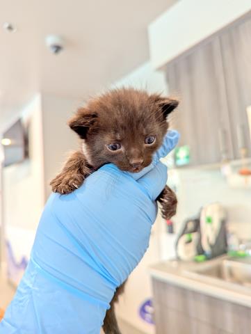 Howie - Male - Domestic SH
