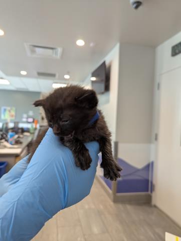 Gordon - Male - Domestic SH