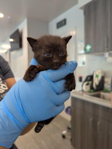 Ellie - Female - Domestic SH