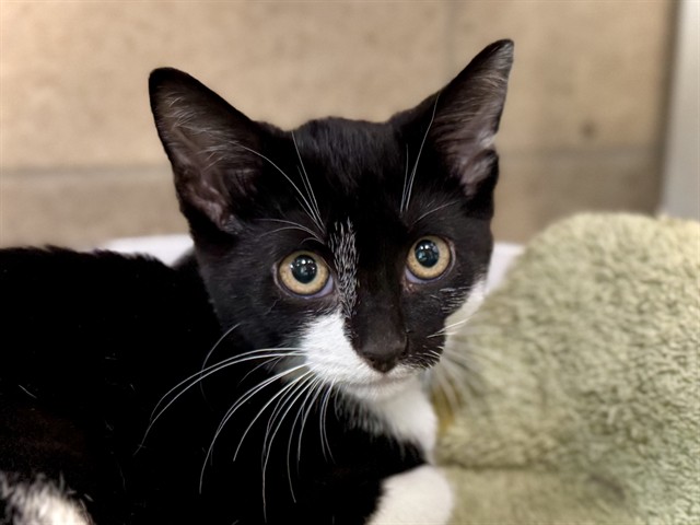 Crackle - Male - Domestic SH