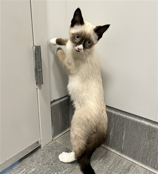 Brie - Female - Domestic SH