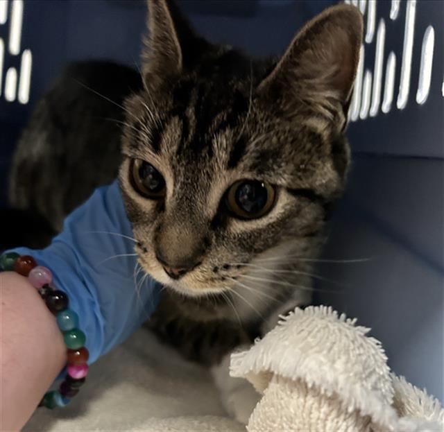 Cypress - Female - Domestic SH