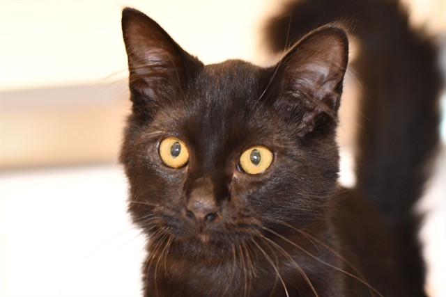 Milo - Male - Domestic MH