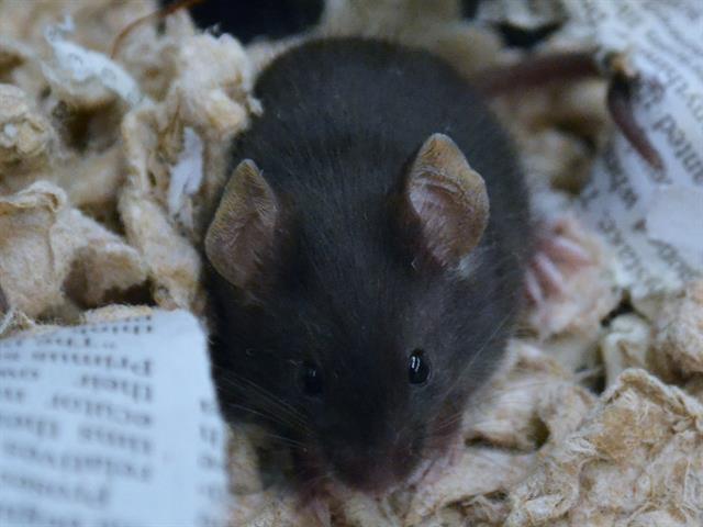 Blink - Male - Mouse