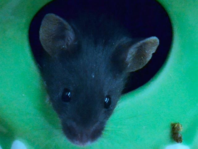 Ink - Male - Mouse