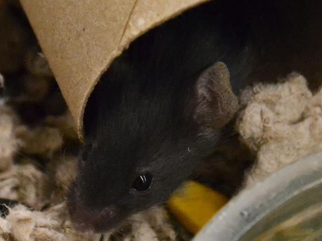 Link - Male - Mouse
