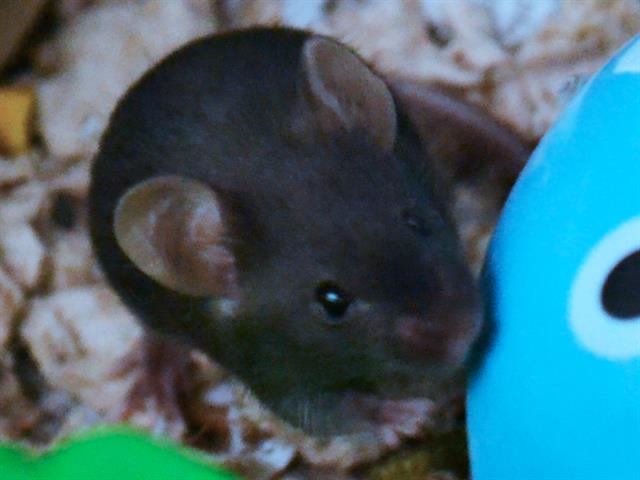 Bink - Female - Mouse