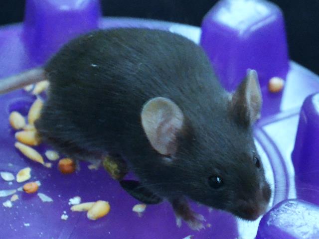 Wink - Male - Mouse