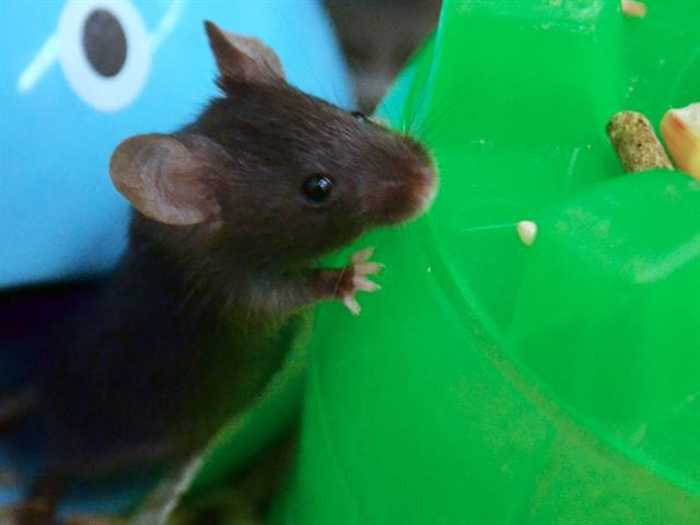 Trink - Female - Mouse