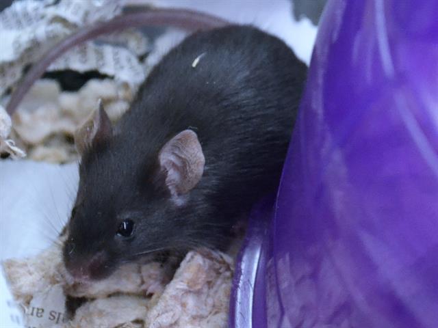 Crink - Male - Mouse
