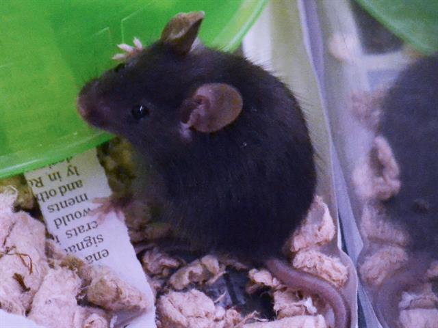 Oink - Female - Mouse