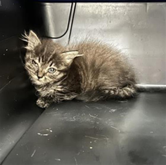 Mystery - Female - Domestic SH
