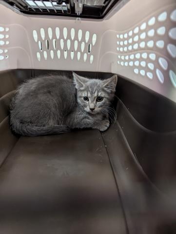 Zymos - Female - Domestic SH
