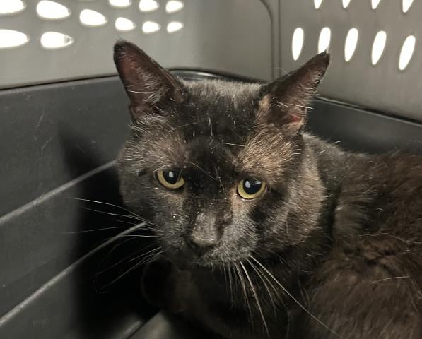 Socrates - Male - Domestic SH