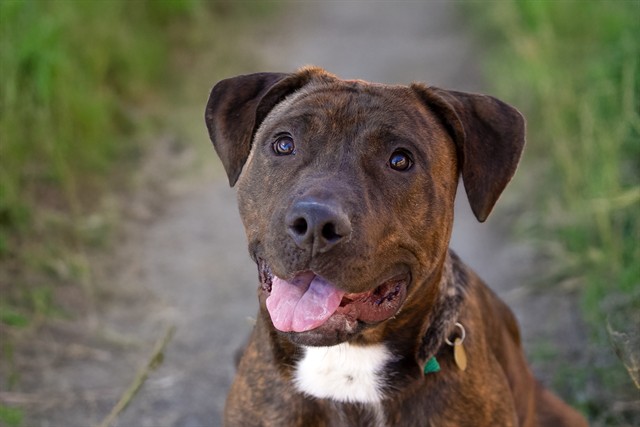 Shakira - Female - Pit Bull-Labrador Retriever