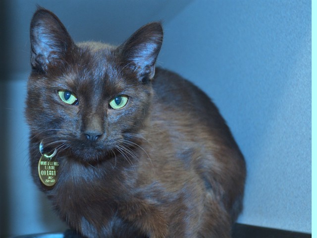 Shade - Female - Domestic SH